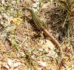 GreenLizardBastropTexas
