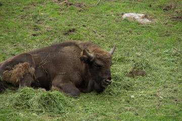 Bison