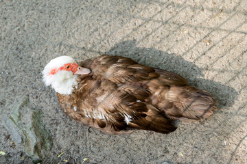 One wild muscovy duck with red and white color head, white breast and brown wings seating on the sand near the lake in the shade of trees in the Novosibirsk zoo, Russia