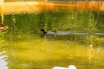 One wild duck mallard swiming fast in the lake in the Novosibirsk zoo, Russia