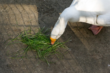 White goose eating green grass from the sand in the Novosibirsk zoo