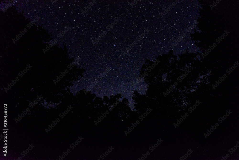 Wall mural LostPinesTexasNightSky1