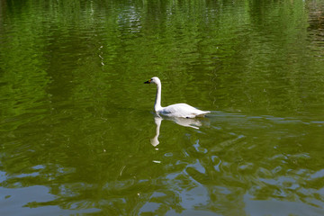 Fototapeta premium One wild white swan swiming fast in the lake with green water in the Novosibirsk zoo, Russia