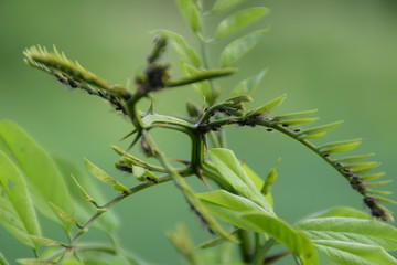 Lice on a young locust tree