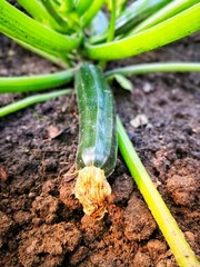 Zucchini mit Blüte im Garten