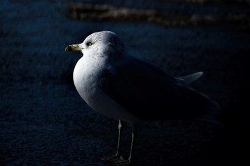 seagull in the spot light