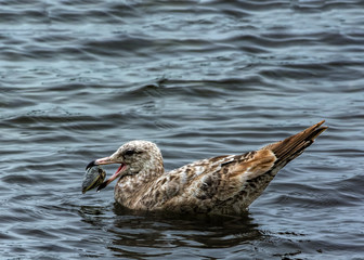 Seagull eating clam