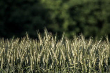 Field of Wheat, Viewed at loew height from the side