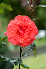 Red Orange Rose Front View, Countryside Garden