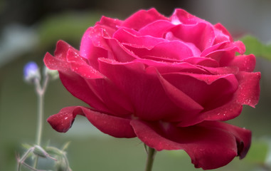 Red Rose, Close Up, Side View, Water Droplets, Dew