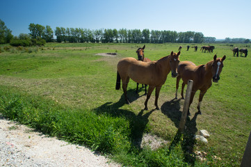 chevaux en normandie
