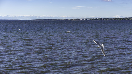 Seagull on Baltic sea