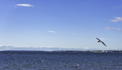 Fototapeta na wymiar Seagull on Baltic sea