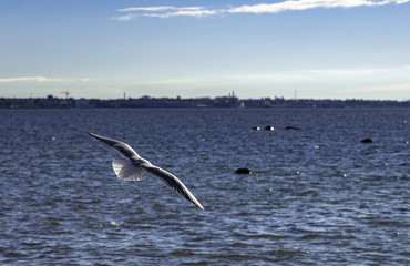 Seagull on Baltic sea