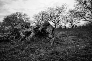 Trees in Black and White