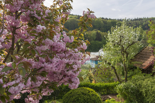 Blooming cherry-tree with a blooming apple tree in background.