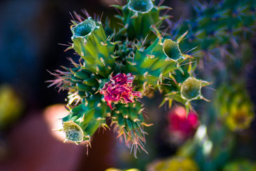 Cactus