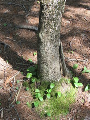 Moss and plants growing at the base of a tree trunk in the forest 