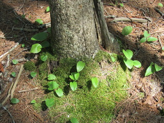 Moss and plants growing at the base of a tree trunk in the forest 
