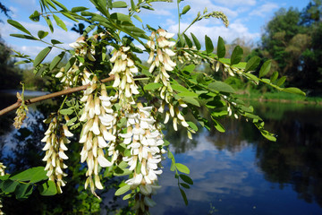 Acacia