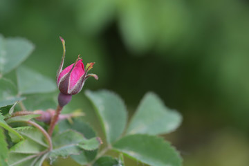 Alpine rose