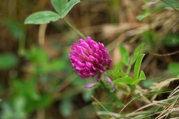 Cute pink clover flower close up view isolated. Beautiful nature background.