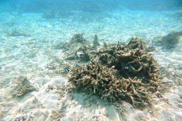 Naklejka na ściany i meble Underwater view of dead coral reefs and beautiful fishes. Snorkeling. Maldives, Indian ocean. 