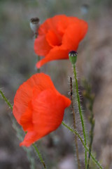 Two red poppies flowers  