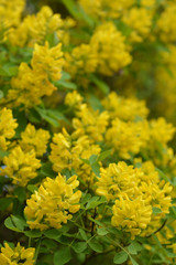 Dalmatian Laburnum