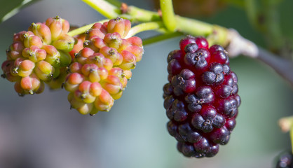 Ripe mulberry berry on a tree branch close-up