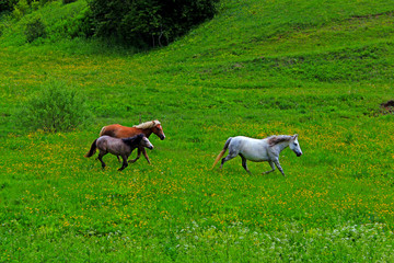 Wild horses in Macedonian national park