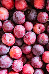 Les produits du jardin