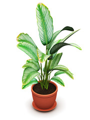 Dieffenbachia tropical flowering plant in flower pot