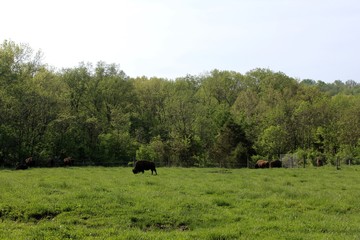 The bison in the grass field pasture of the park.