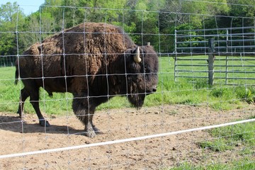 A close view of the bison on the other side of the fence.