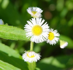 Obraz premium A close view of the small daisy wildflower.