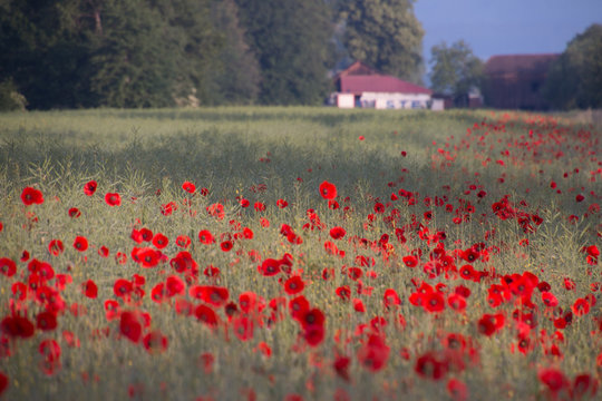 Mohnlanschaft im Kornfeld
