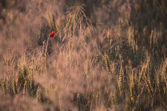 Mohn im Kornfeld