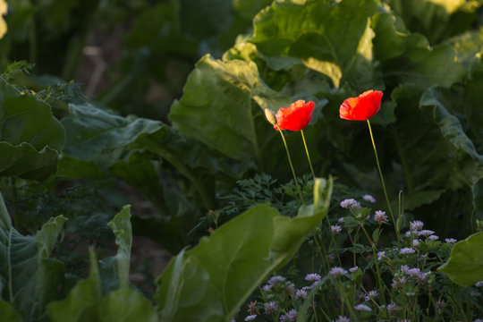 Mohn im Gr&uuml;nen