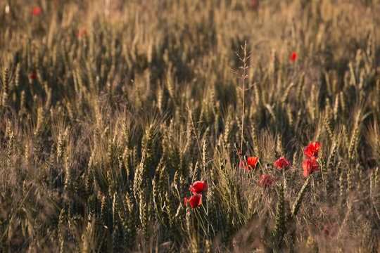 Mohngruppe im Kornfeld
