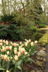 Serene Tulips