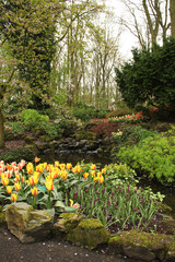Tulips in the Foreground