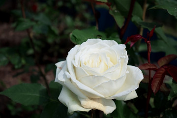 Close-up of a white rose in a garden
