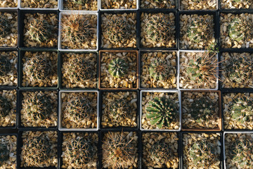Group of small cactus with warm lighting