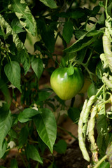 Green tomato is ripening on a branch under the sun rays