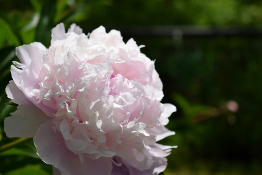 Close-up of a pink peony illuminated by the sun rays in a garden