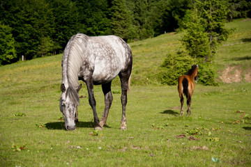 Grazing white wild horse with baby horse