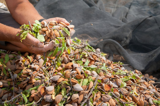 Almond harvest time in Noto, Sicily