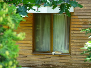 Window and cat
