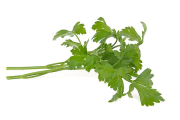 parsley on white background